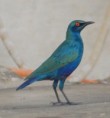 /album/photo-gallery-homepage/lesser-blue-eared-glossy-starling-jpg/
